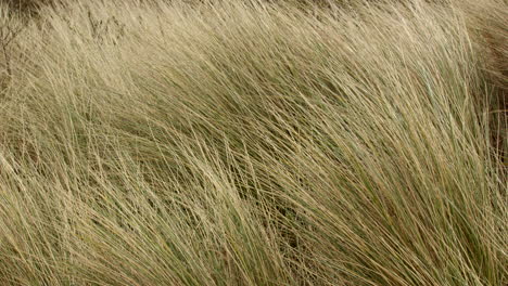 mid-shot-of-Marram-grass-on-sand-dunes-moving-in-the-breeze-at-Saltfleet,-Louth,-Lincolnshire