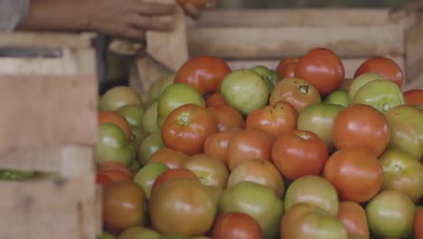 Person-cleans-tomatoes-at-horticulture-market-place