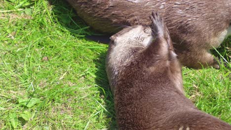 Group-of-young-playful-otters