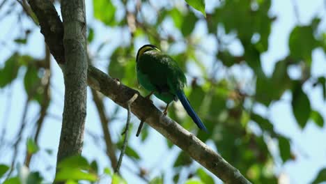 Seen-from-its-back-looking-around-then-flies-down-towards-the-left,-Long-tailed-Broadbill-Psarisomus-dalhousiae,-Thailand