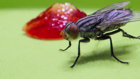 Fly-sitting-and-rubbing-legs-extreme-closeup-micro-lens