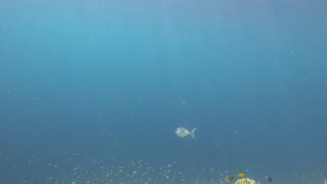 Un-Pez-Unicornio-Solitario-Nada-Con-Gracia-En-El-Océano-Azul-Claro