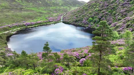 Ireland-Epic-locations-drone-flying-out-of-forest-to-edge-of-lake-Knockmealdown-mountains-at-Bay-Lough-local-beauty-spot