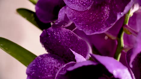 4K-Beautiful-Fresh-Purple-Orchid,-Close-Up