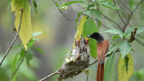 Indischer-Paradiesfliegenfänger-Landet-Und-Füttert-Küken-Im-Nest