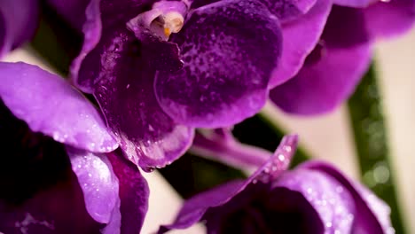 4K-Beautiful-Fresh-Purple-Orchid,-Close-Up