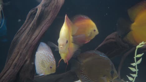 Orangefarbener-Diskusfisch-Im-Aquarium