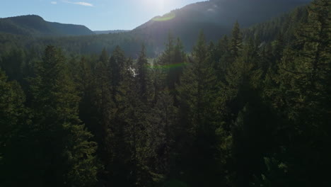 Drone-ascends-along-trees-in-dense-open-evergreen-forest-with-thick-layer-of-fog-in-low-areas