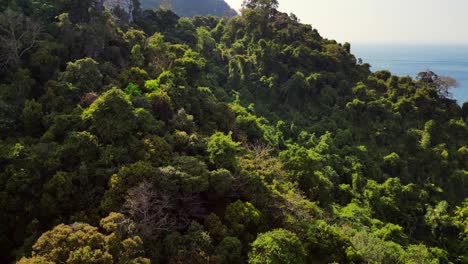 Sunlight-shining-on-a-dense,-vibrant-green-forest-covering-a-mountainside-in-southeast-asia