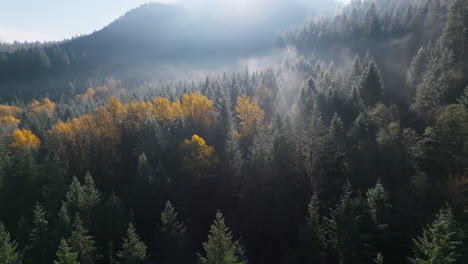 Aerial-pan-above-fog-diffusing-sunlight-across-dense-PNW-forest-with-yellow-birches