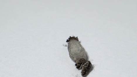 household-casebearer-case-bearer-crawling-on-wall-insect-found-in-house-hold-dust-extreme-close-up