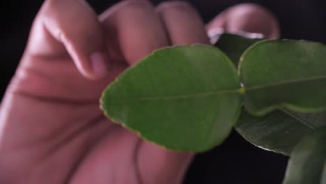 Hand-Grab-Kaffir-Lime-Leaf,-Close-Up