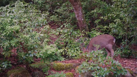 Süßer-Japanischer-Hirsch,-Sikahirsch-In-Der-Wildnis-Von-Miyajima,-Japan