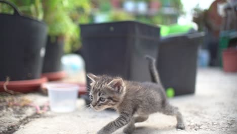 Süße-Kleine-Baby-Katzen-Wurf-Im-Korb-Lernen,-Im-Freien-Zu-Laufen