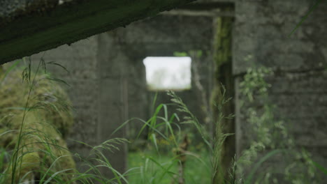 Static-shot-of-grass-blades-with-focus-shift-to-ruin-window