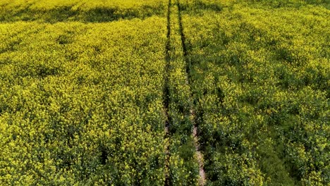 Luftaufnahme-Eines-Bio-Rapsfeldes-In-Voller-Blüte