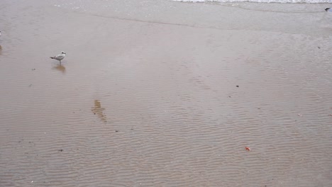 Möwen-Laufen-Auf-Nassem-Sand-Am-Strand