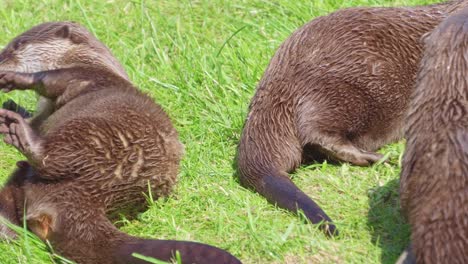 Group-of-young-playful-otters