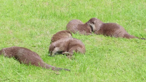 Group-of-young-playful-otters