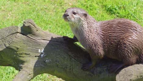 Group-of-young-playful-otters