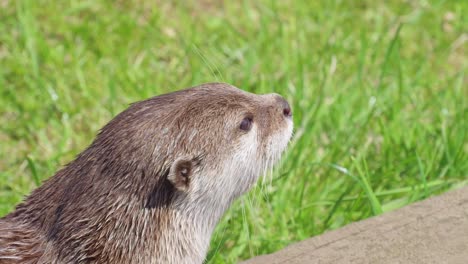 Group-of-young-playful-otters