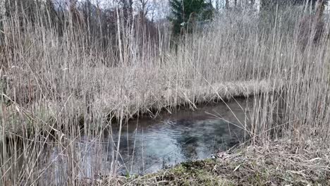 Agua-Que-Fluye-Tranquilamente-A-Través-De-Un-Canal-En-El-Bosque