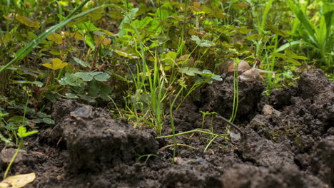 Gartenschnecke-Kriecht-An-Einem-Sonnigen-Tag-Auf-Dem-Gras,-Zeitraffer