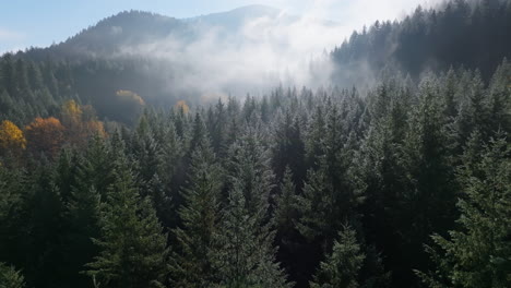 Frescos-árboles-De-Hoja-Perenne-De-Color-Verde-Menta-Con-Abedules-Amarillos-En-La-Distancia-Cubiertos-De-Niebla,-Pnw