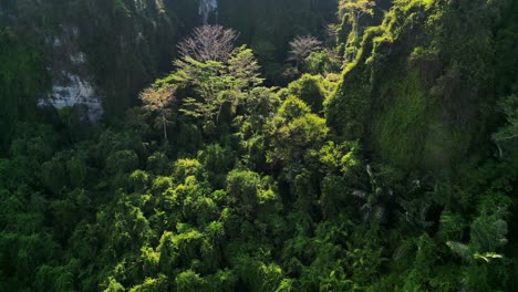 Sunlight-shining-on-a-dense,-vibrant-green-forest-covering-a-mountainside-in-southeast-asia