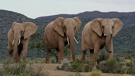 Drei-Erwachsene-Weibliche-Afrikanische-Elefanten-Mit-Stoßzähnen-Zu-Fuß-Durch-Eine-Wilde-Landschaft-Im-Südlichen-Afrika