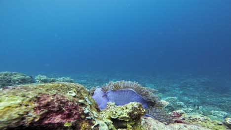 Magnificent-sea-anemone--.-Static-slow-motion