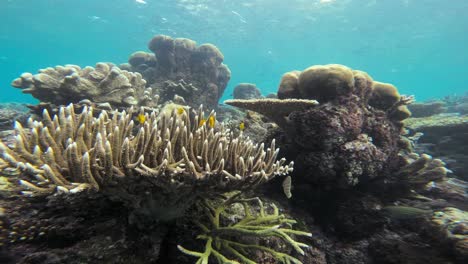 Table-coral-thrive-in-the-clear-waters