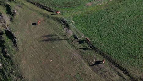 Cows-grazing-in-a-field-in-tavertet-region,-barcelona,-aerial-view