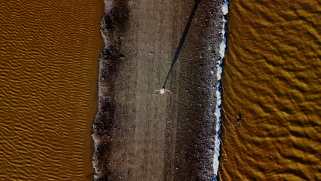 Bird's-eye-view-pullaway-aerial-of-a-young-woman-in-white-dress-between-the-Salinas-de-Pampatar-salt-flats-on-Isla-de-Margarita,-Venezuela