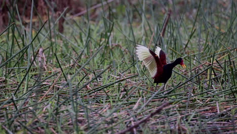 Jacana-Danzante-saltadora-De-Barbas-Con-Ala-Abierta