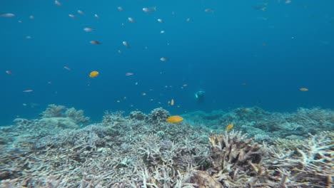 A-free-diver-swims-towards-the-camera-over-the-diverse-coral-reef,-surrounded-by-vibrant-marine-life