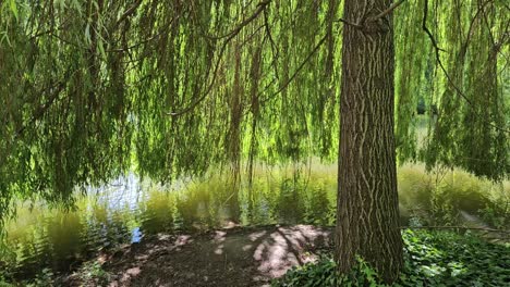 Static-shot-of-weeping-Willow-tree-on-lake-shore-with-branches-hanging-over-water