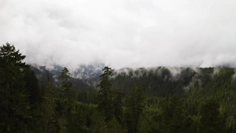 Panoramic-aerial-dolly-above-forest-tree-tops-with-thin-branches-to-valley-lined-with-fog