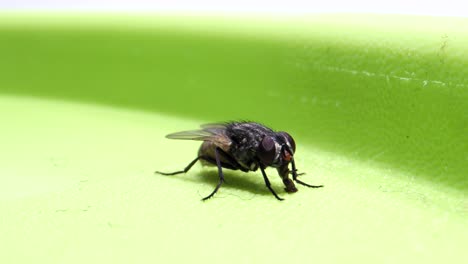 Mosca-Sentada-En-Caja-Y-Chupando-Microlente