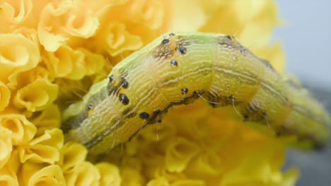 Raupe-Insekt-Auf-Nahrungssuche-Auf-Blume