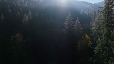 Drone-follows-along-tree-top-forest-canopy-in-the-PNW-on-an-autumn-morning