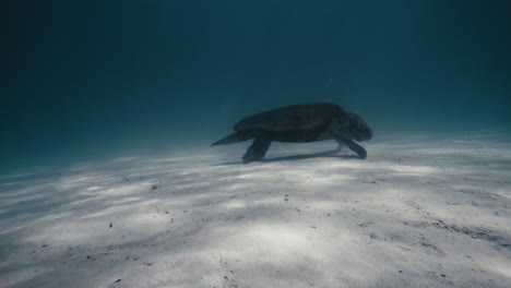 Orbit-around-turtle-feeding-and-walking-on-sandy-underwater-ocean-bottom,-sideview