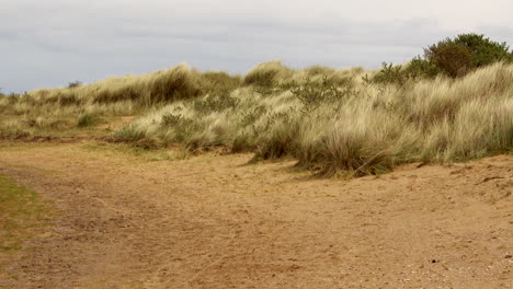 Wide-shot-of-Marram-grass-with-path-in-front-of-sand-dunes-at-Saltfleet,-Louth,-Lincolnshire