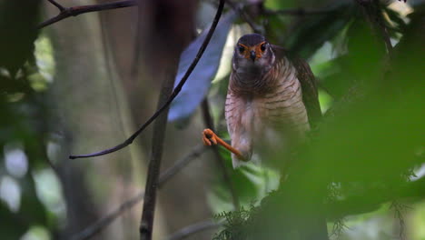 Barred-Forest-Falcon-perched-in-rainforest-with-orange-leg