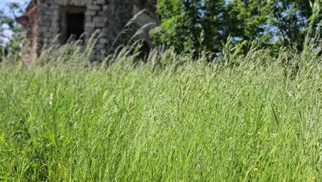 Statische-Aufnahme-Von-Schwankendem-Hohem-Gras-Aufgrund-Des-Windes-Mit-Ruinen-Im-Verschwommenen-Hintergrund