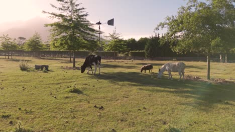 A-wide-shot-of-the-harmonious-scene-of-a-cow,-sheep,-and-donkey-peacefully-grazing-in-the-lush-fields