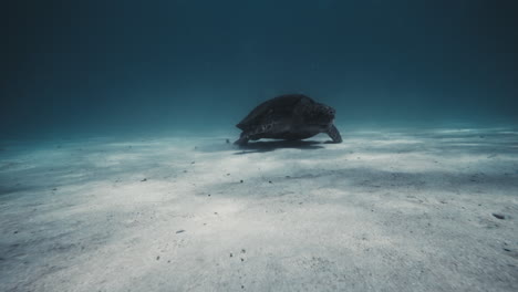 Beautiful-light-dances-across-white-underwater-sand-surface-as-flatback-turtle-feeds