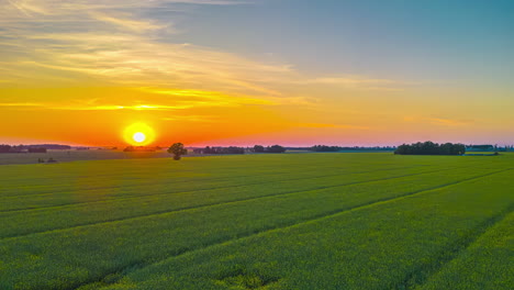 Hiper-Lapso-Aéreo-De-Puesta-De-Sol-Dorada-Sobre-Campos-De-Maíz-De-Primavera