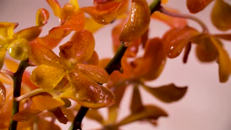 4k-Schöne-Frische-Orange-Orchideenblüte,-Nahaufnahme