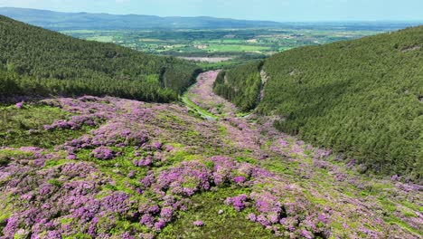 Ireland-Epic-locations-drone-flying-down-a-river-of-pink-rhododendrons-to-Tipperary-and-the-Golden-Vale-over-The-Vee